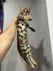 Photo №1. savannah cat - for sale in the city of Arrondissement de Paris | 2113$ | Announcement № 96982