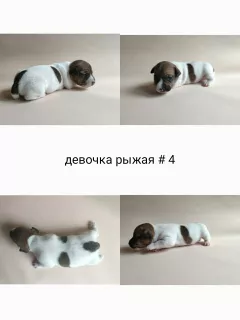 Photo №4. I will sell jack russell terrier in the city of Москва. breeder - price - 580$