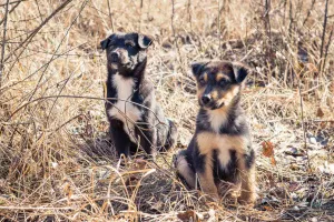 Photo №4. I will sell non-pedigree dogs in the city of Kiev. private announcement - price - Is free