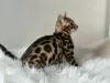 Additional photos: Gorgeous Bengal boy