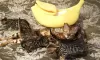 Additional photos: TICA reg brown rosetted bengal female kittens