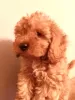 Additional photos: TOY Poodle