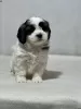 Photo №2 to announcement № 44774 for the sale of shih tzu - buy in Germany 