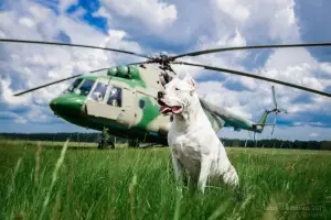 Photo №3. Great Dane of Argentina. Russian Federation