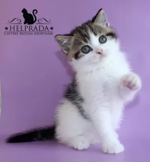 Photo №4. I will sell burmilla shorthair in the city of Krivoy Rog. breeder - price - 61$