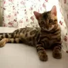 Photo №2 to announcement № 127875 for the sale of bengal cat - buy in United States private announcement