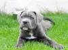 Photo №3. Purebred English Blue Staffy puppies. United States