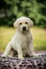 Additional photos: High quality Labrador Retriever puppies