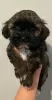 Photo №1. havanese dog - for sale in the city of Novi Bečej | negotiated | Announcement № 129031