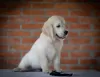 Photo №2 to announcement № 65725 for the sale of golden retriever - buy in Serbia breeder