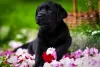 Photo №1. labrador retriever - for sale in the city of Karlovac | 1374$ | Announcement № 105798