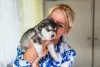 Additional photos: Alaskan Malamute puppies