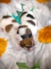 Additional photos: Jack Russell red and white boy and tricolor girl