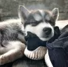 Photo №4. I will sell siberian husky in the city of Jūrmala. private announcement - price - 364$