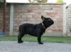 Additional photos: French bulldog puppies