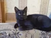 Additional photos: Black cat kitten Felicia as a gift to kind hearts!