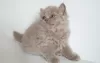 Photo №4. I will sell british longhair in the city of Ołomuniec. breeder - price - 624$