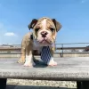 Photo №1. english bulldog - for sale in the city of Zürich | 634$ | Announcement № 89084