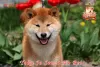 Photo №1. shiba inu - for sale in the city of Khmelnitsky | 1585$ | Announcement № 113558