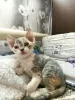 Photo №4. I will sell devon rex in the city of Тихорецк. private announcement - price - negotiated