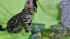 Photo №4. I will sell bengal cat in the city of Смолевичи. from nursery - price - 264$