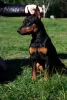 Photo №2. Mating service miniature pinscher. Price - negotiated