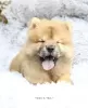 Photo №4. I will sell chow chow in the city of Дортмунд. private announcement, from nursery, from the shelter - price - 423$