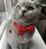 Photo №2 to announcement № 101672 for the sale of british shorthair - buy in Germany private announcement, breeder