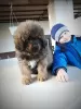 Additional photos: Tibetan Mastiff puppies