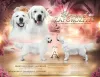 Photo №1. golden retriever - for sale in the city of Zaporizhia | negotiated | Announcement № 74751