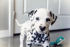 Photo №1. dalmatian dog - for sale in the city of Ust-Kamenogorsk | 1000$ | Announcement № 609