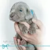 Photo №4. I will sell weimaraner in the city of Москва. private announcement - price - 977$