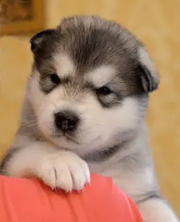 Photo №1. alaskan malamute - for sale in the city of Irkutsk | 500$ | Announcement № 431