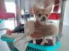 Photo №2 to announcement № 75773 for the sale of chihuahua - buy in Lithuania private announcement, breeder