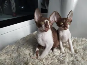 Photo №1. cornish rex - for sale in the city of Москва | 159$ | Announcement № 2117