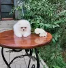 Photo №3. Yndig hvid creme lille tekop Pomeranian dreng. Denmark