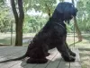 Photo №4. I will sell giant schnauzer in the city of Krivoy Rog. from nursery - price - 566$