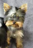 Photo №2 to announcement № 8922 for the sale of yorkshire terrier - buy in Ukraine 