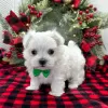 Photo №3. Free Adoption Maltese Puppies ( GIFT ). Russian Federation