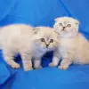 Photo №1. scottish fold - for sale in the city of Minsk | negotiated | Announcement № 35312