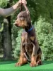 Photo №4. I will sell dobermann in the city of Minsk. from nursery, breeder - price - 849$