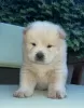 Additional photos: Chow Chow puppies for sale