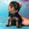 Photo №4. I will sell yorkshire terrier in the city of Herschweiler-Pettersheim. private announcement - price - 235$