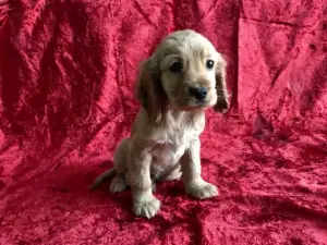 Photo №3. The Cocker Spaniel girl was born 10 weeks ago. Poland