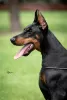 Additional photos: Doberman puppies