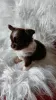 Photo №1. chihuahua - for sale in the city of Nowe Miasto | 1035$ | Announcement № 84748