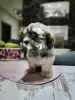 Additional photos: Havanese puppies