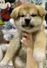 Photo №2 to announcement № 8799 for the sale of akita - buy in Russian Federation breeder