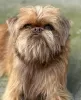 Additional photos: Brussels Griffon male puppies for sale