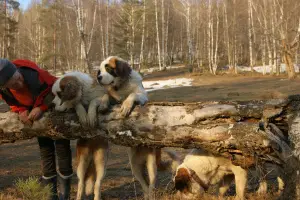 Additional photos: St. Bernard puppies for sale (girls)